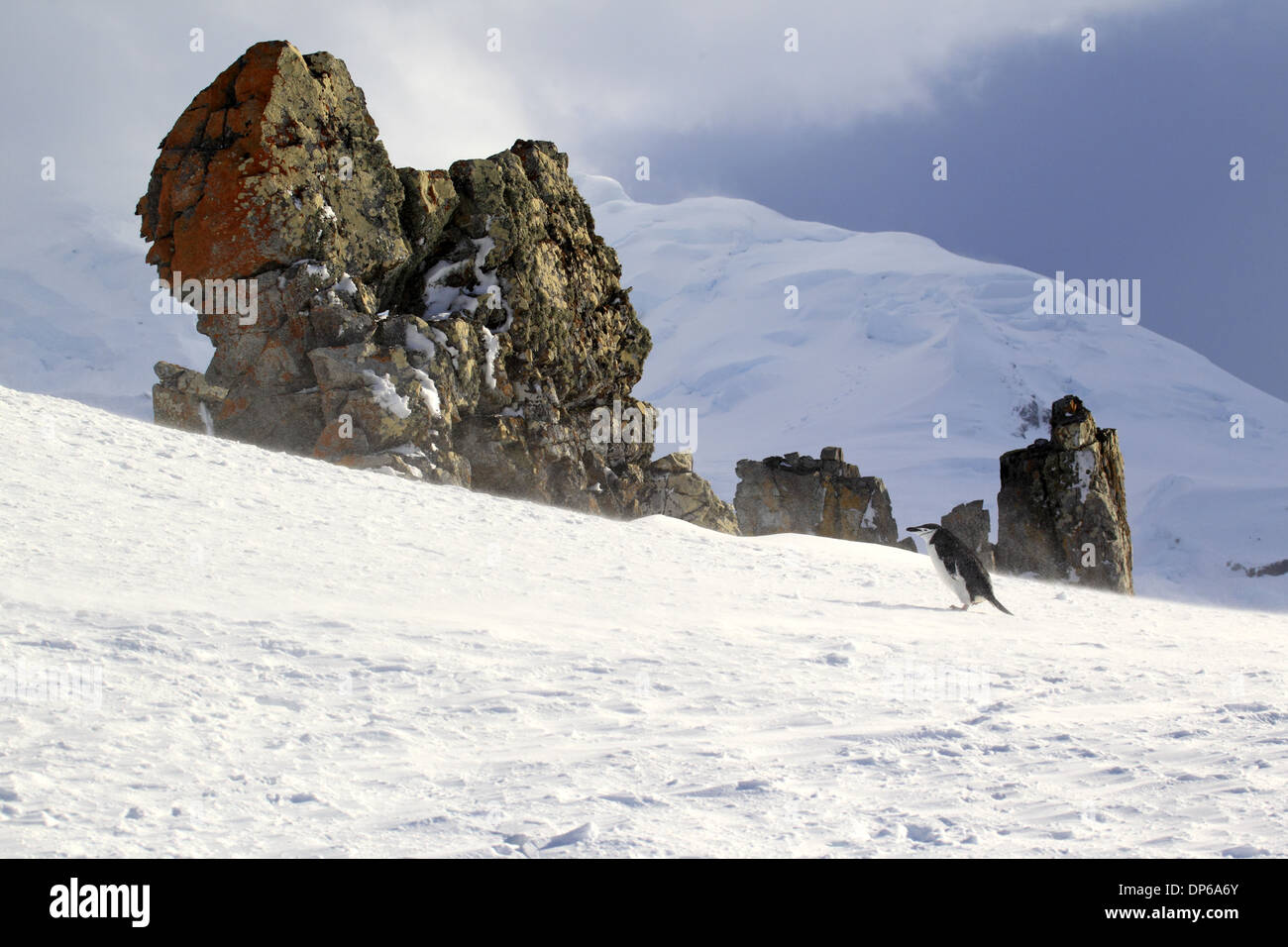 Manchot à Jugulaire (Pygoscelis antarctica) adulte marche sur la neige à côté de la pente éperon rocheux Brown Bluff Argentina Banque D'Images