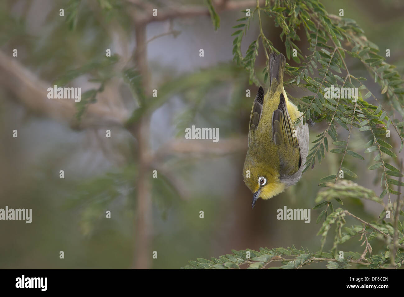 Japanese White-eye (Zosterops japonicus) des profils, suspendu à feuilles, Hong Kong, Chine, Janvier Banque D'Images