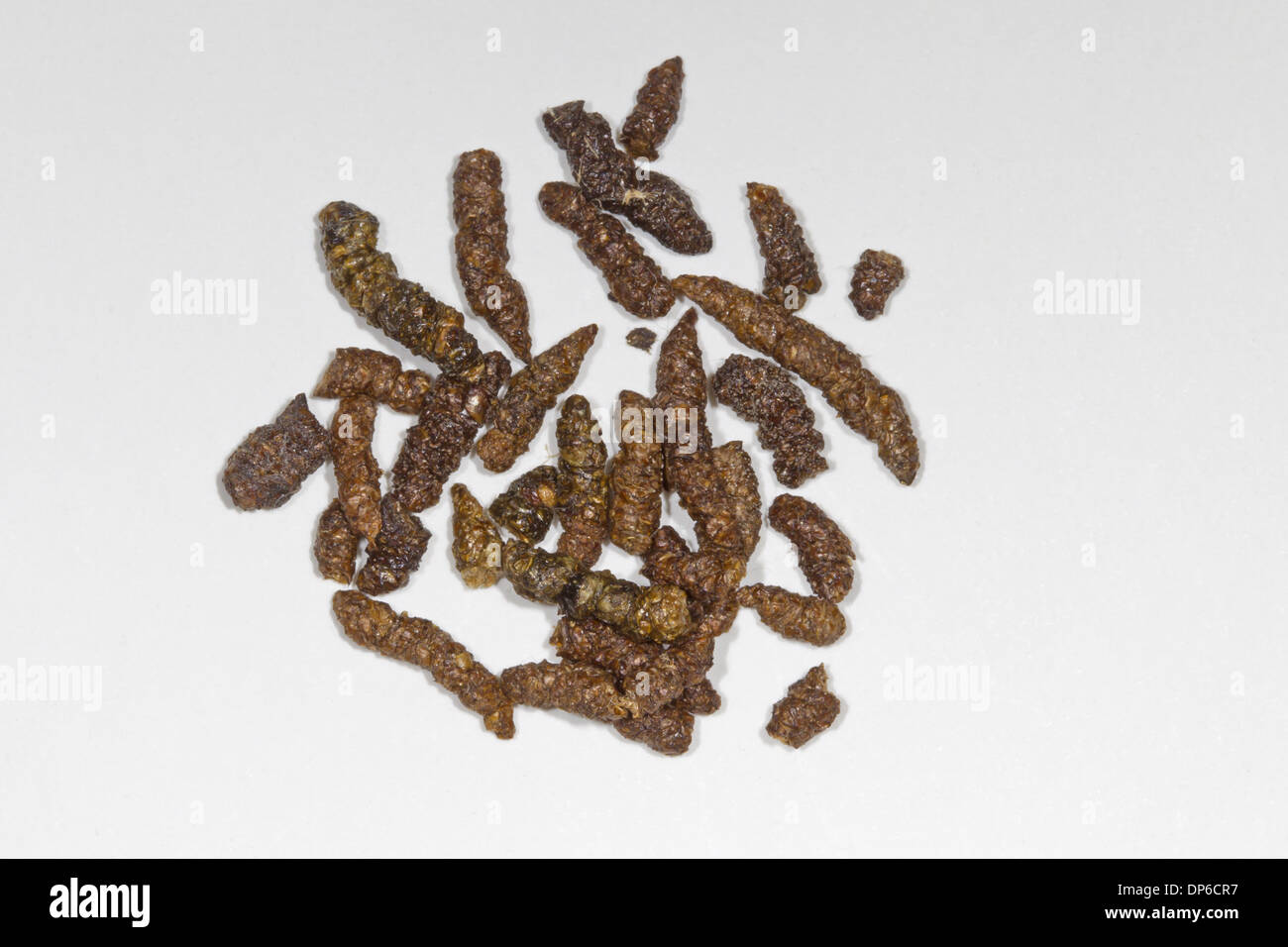 Crottes chauve souris Banque de photographies et d’images à haute — free download