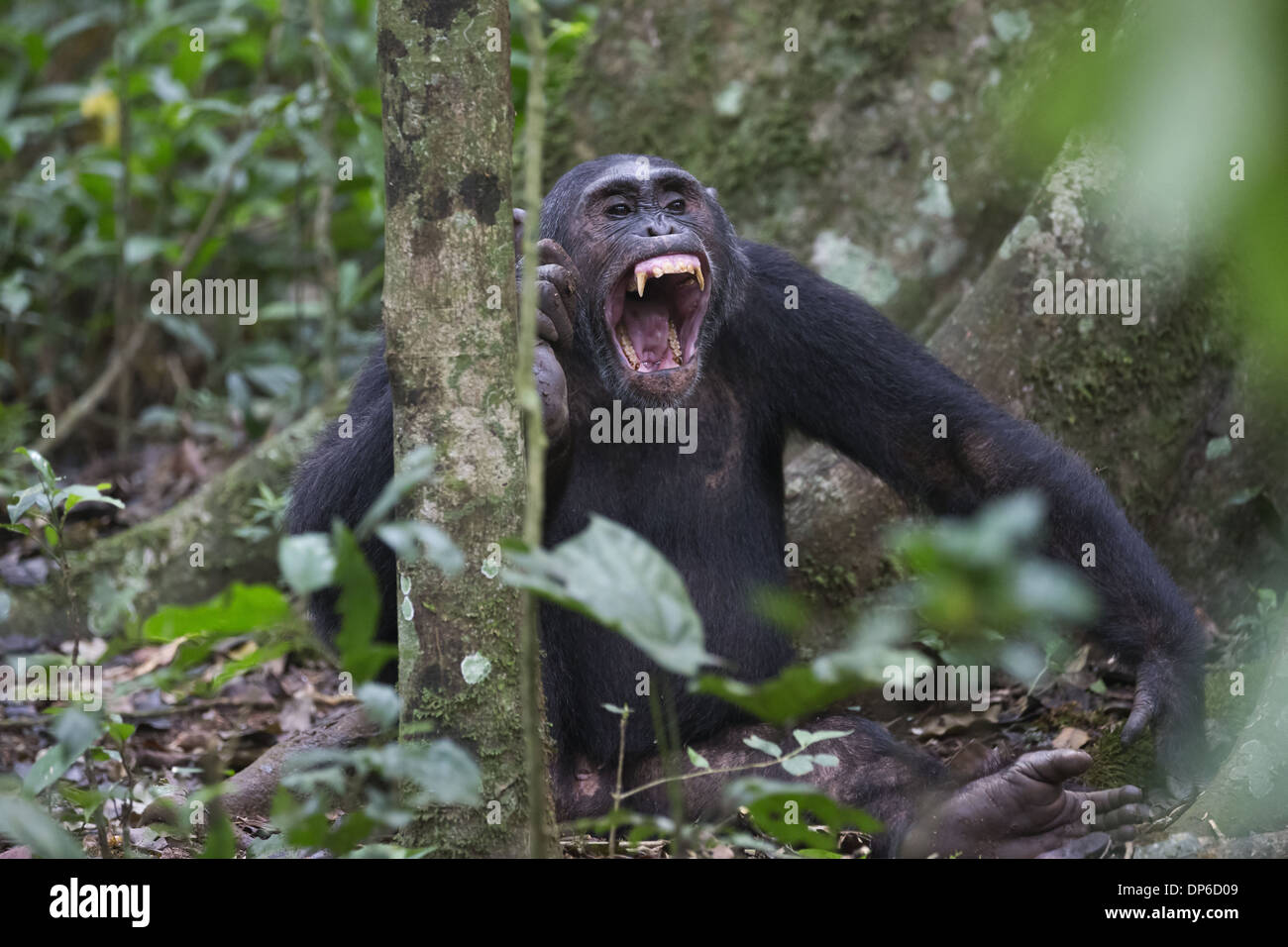 L'Est de chimpanzé (Pan troglodytes schweinfurthii) mâle adulte, appelant la bouche grande ouverte assis à même le sol forestier Kibale Banque D'Images