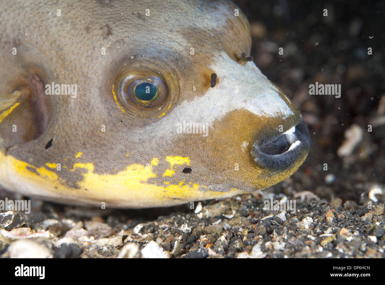 Black-spotted Puffer (Arothron nigropunctatus) des profils close-up de tête sur le Détroit de Lembeh 6108 Îles de la sonde Sulawesi Banque D'Images