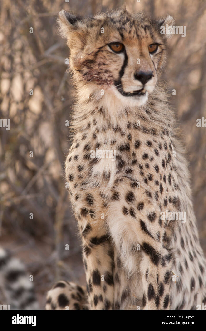 Cheetah cub ensanglanté de tuer dans le Kalahari Banque D'Images