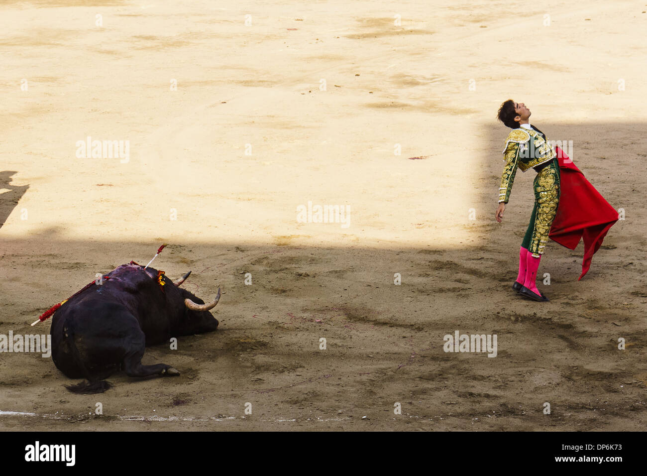 Feria Señor de los Milagros à la Plaza de Acho à Lima au Pérou . 6 taureaux de San Sebastian de las Palmas Hacienda. Banque D'Images