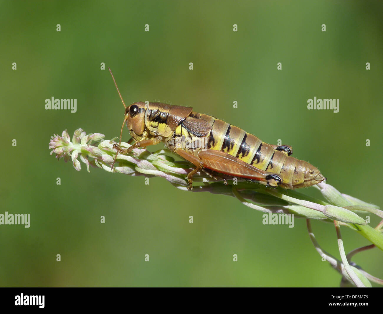 Grande sauterelle (Arcyptera fusca bagués) femelle adulte antennes nettoyage reposant sur des souches d'épilobe Simplon Alpes Suisses Banque D'Images