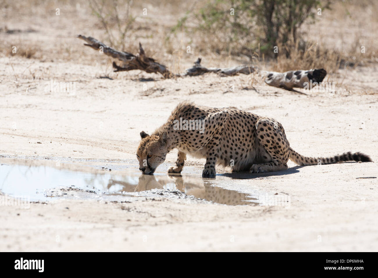 Guépard mâle à partir d'un point d'eau potable dans le Kalahari Banque D'Images