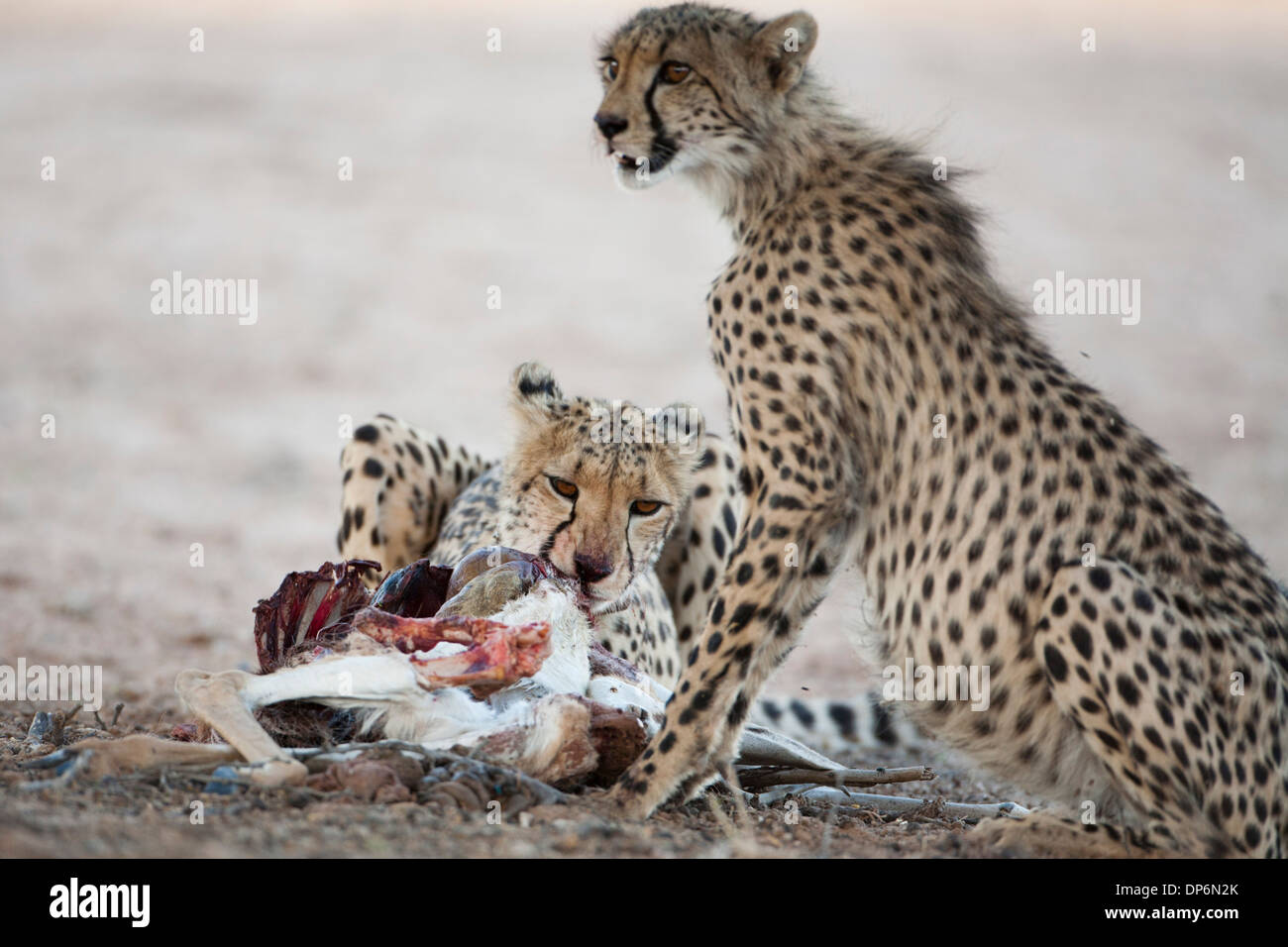 Guépard femelle et cub avec kill dans le Kalahari Banque D'Images