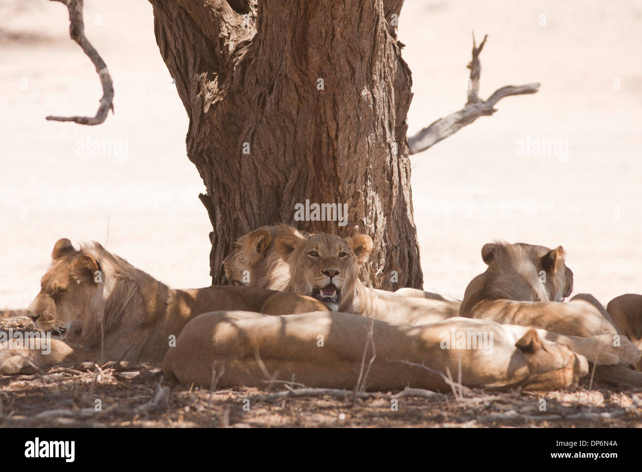 L'African Lion fierté couché à l'ombre dans le désert du Kalahari Banque D'Images