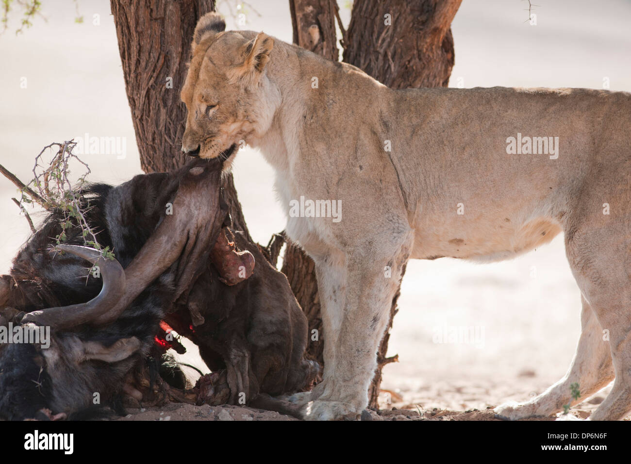 Lionne africaine tournant sur elle tuer dans le désert du Kalahari Banque D'Images