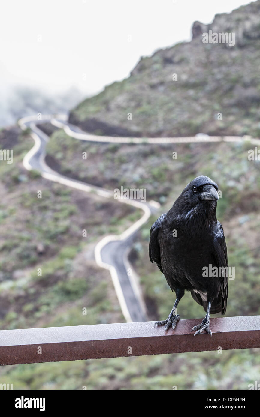 Noir Corbeau Banque D'Images
