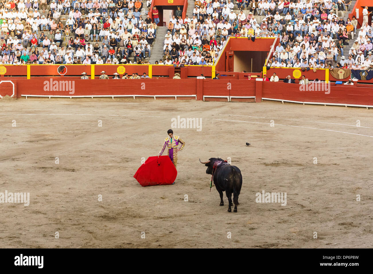 Feria Señor de los Milagros à la Plaza de Acho à Lima au Pérou . 6 taureaux de San Sebastian de las Palmas Hacienda. Banque D'Images