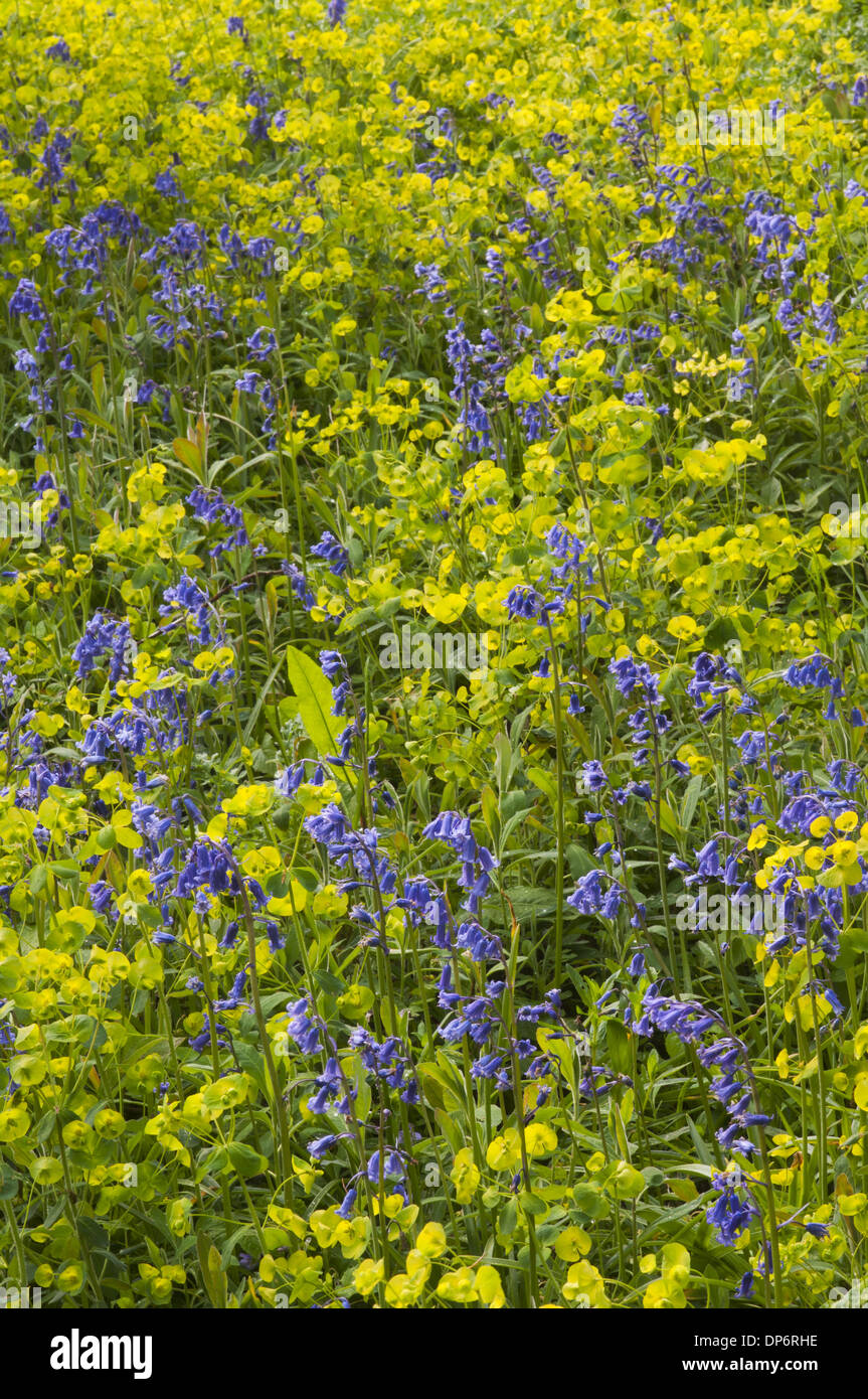 (Bluebell Endymion non-scriptus) et le bois l'Euphorbe ésule (Euphorbia amygdaloides) masse de floraison dans les taillis croissant Kent forestiers Banque D'Images