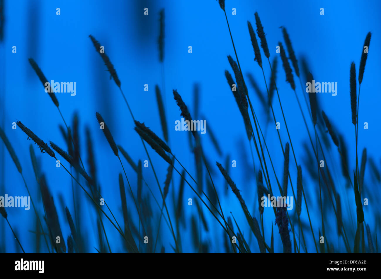 La phléole des prés (Phleum pratense) flowerspikes, silhouetté au crépuscule, Kent, Angleterre, Mai Banque D'Images