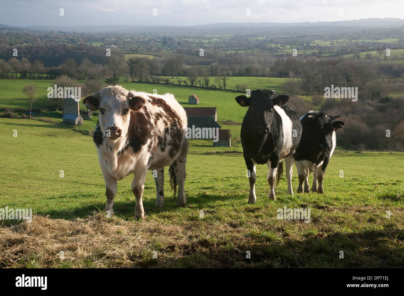 Cattle in field, Normandie, France Banque D'Images