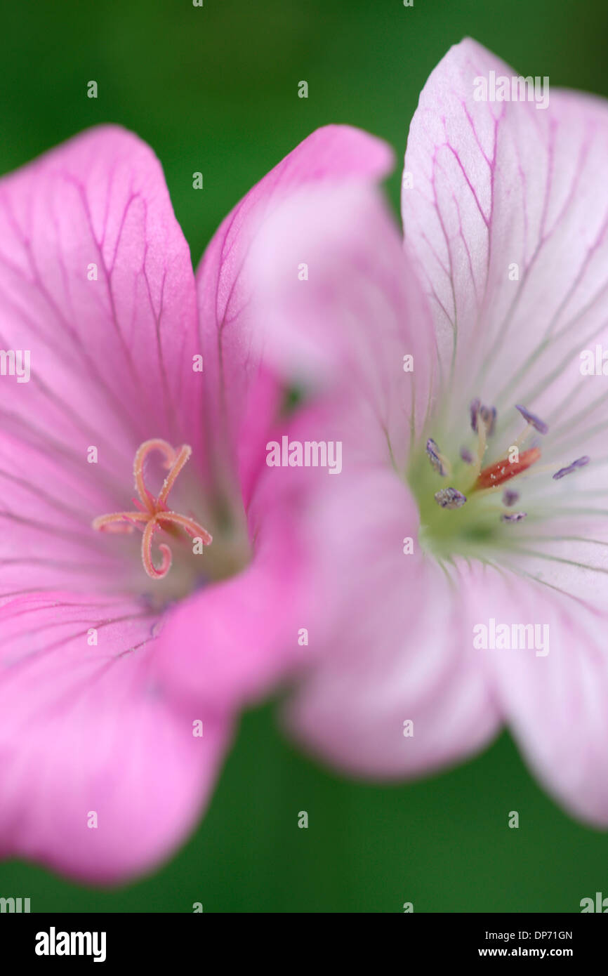 Geranium endressii romantique fleurit Jane Ann Butler Photography JABP811 Banque D'Images