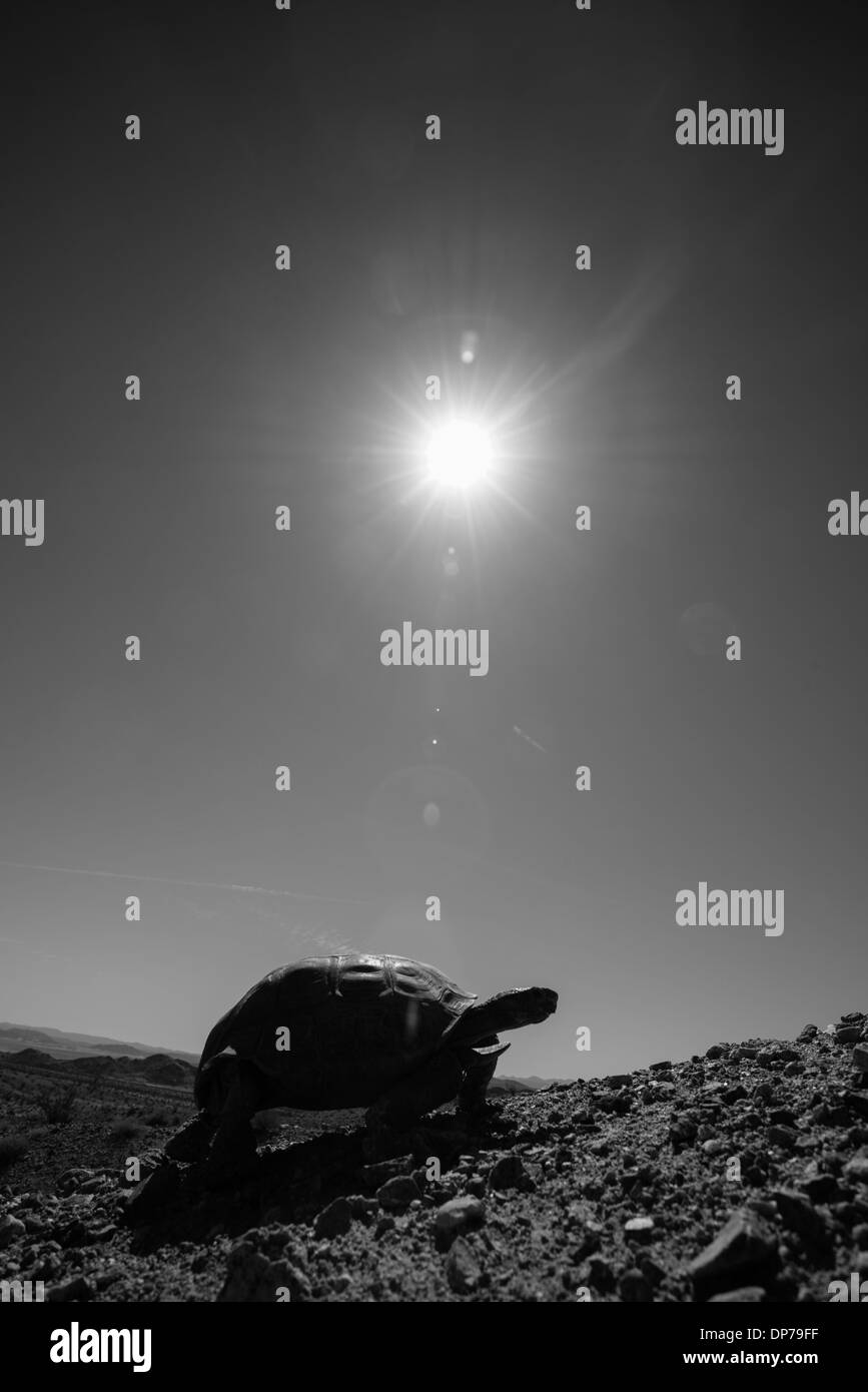 Une tortue du désert de Mojave (Gopherus agassizii) portrait dans le désert de Mojave, Californie du Sud Banque D'Images