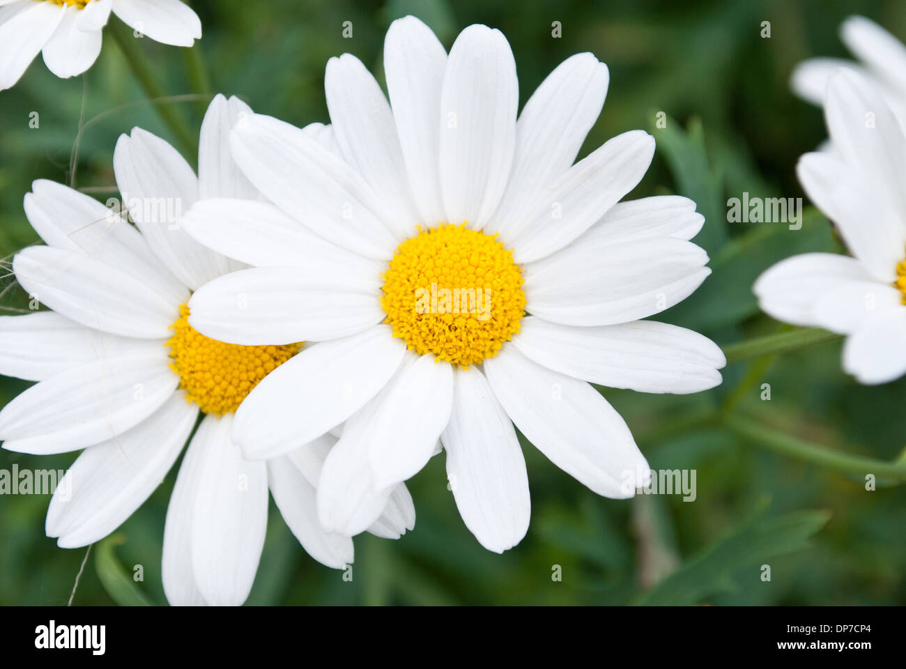 Fleur Marguerite Banque D'Images