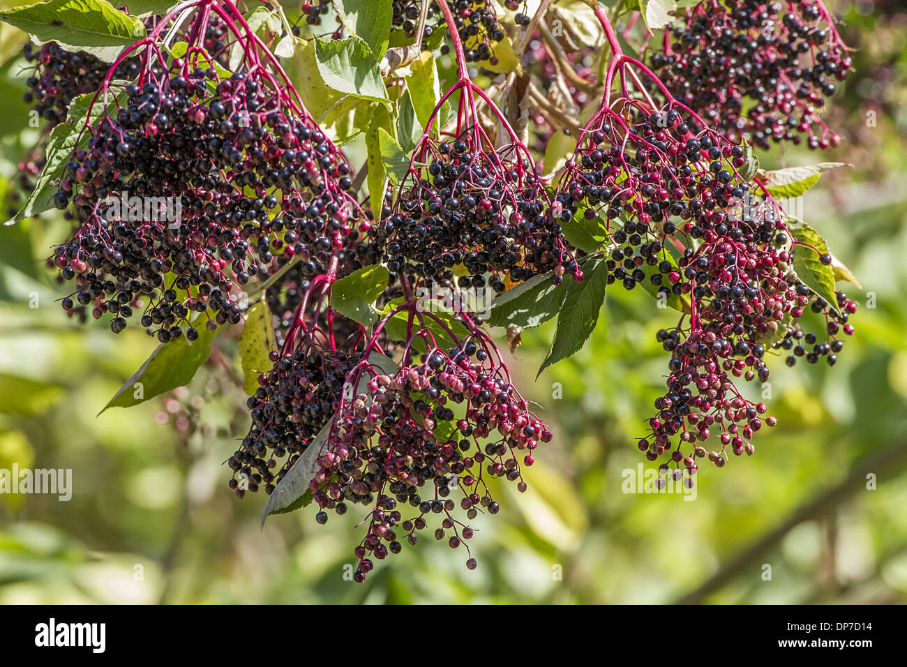 Fruit d'un aîné - automne. Banque D'Images