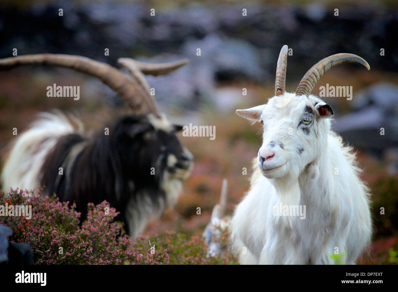 Les chèvres sauvages sur Elidir Fawr, Snowdonia, le Nord du Pays de Galles Banque D'Images