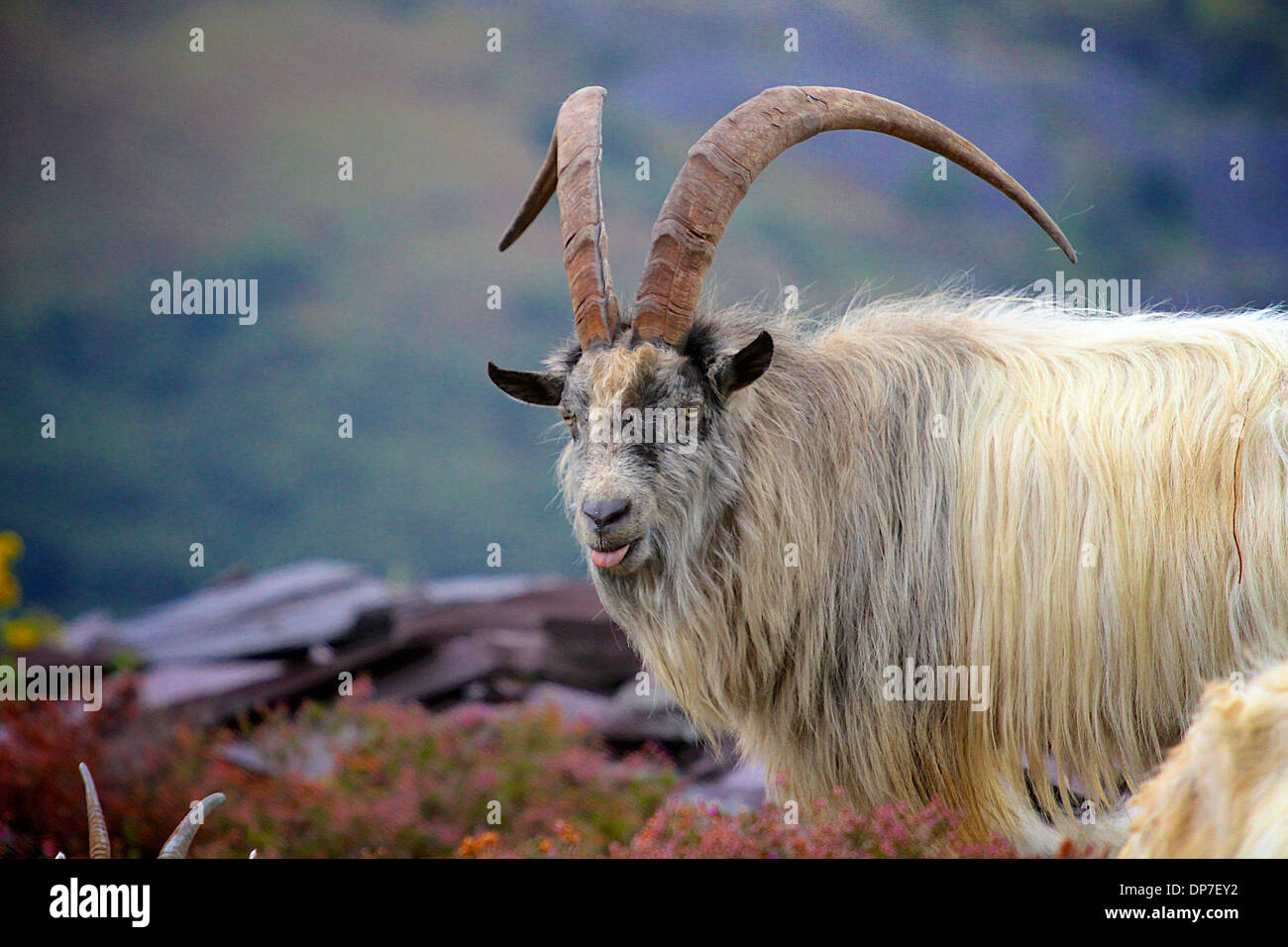 Les chèvres sauvages sur Elidir Fawr, Snowdonia, le Nord du Pays de Galles Banque D'Images