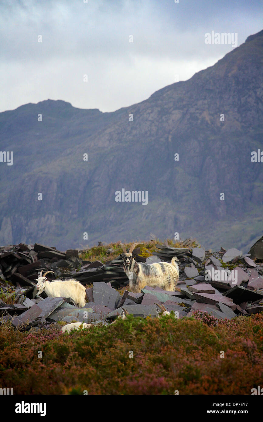 Les chèvres sauvages sur Elidir Fawr, Snowdonia, le Nord du Pays de Galles Banque D'Images
