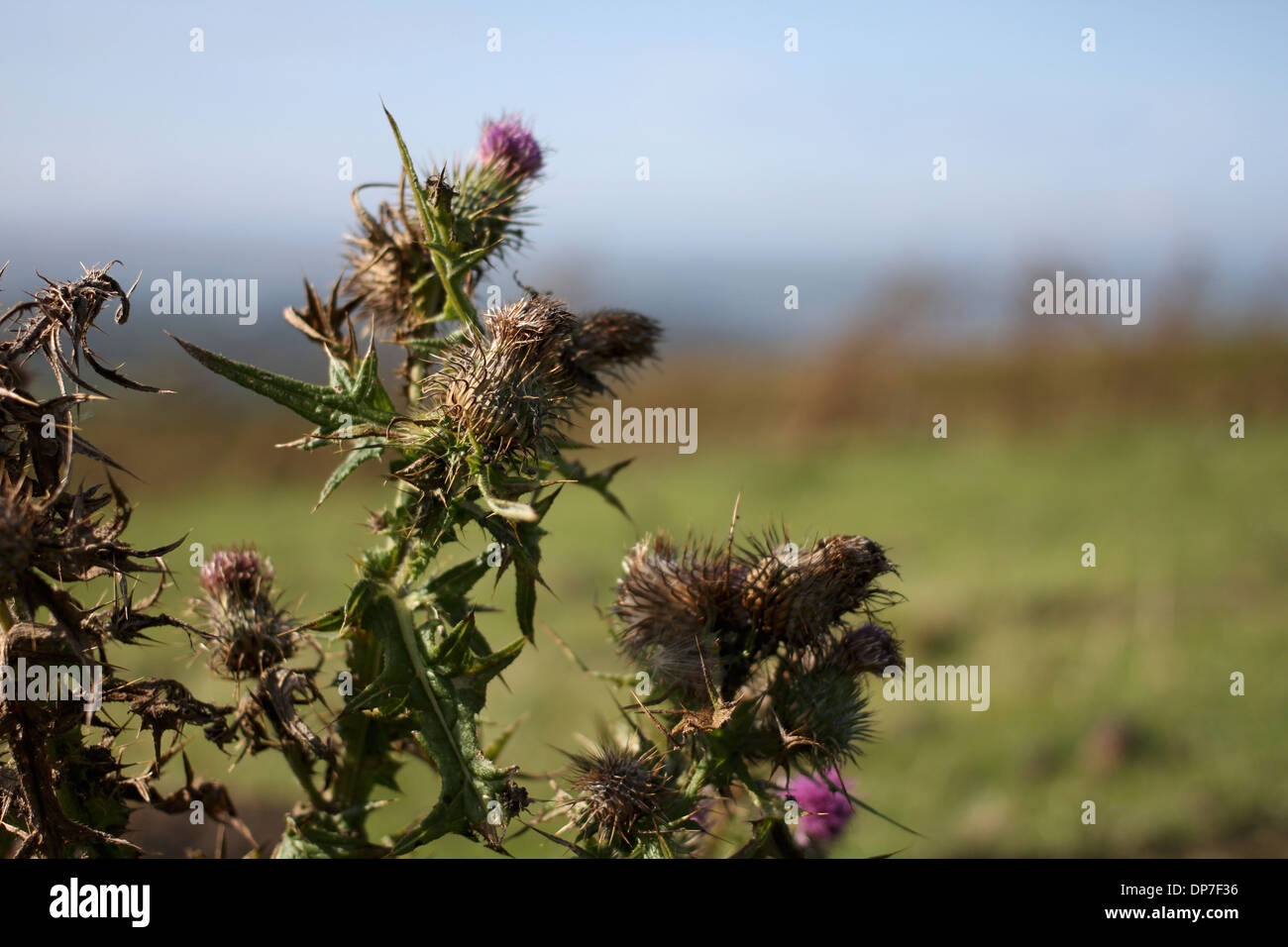 Thistle plante avec des épines sur la montagne, au nord du Pays de Galles Banque D'Images