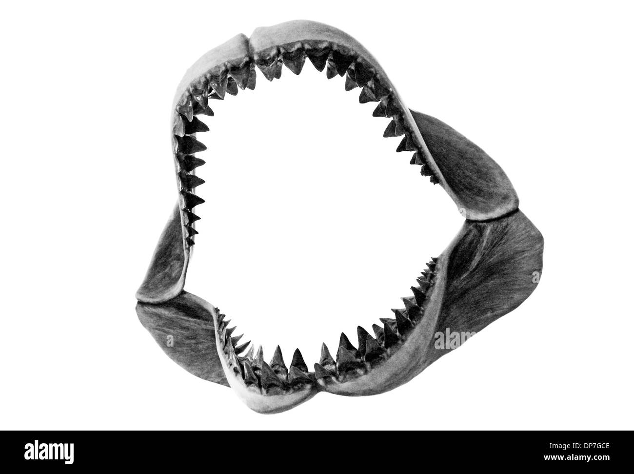 Un ensemble de mâchoires Megalodon fossilisées isolé sur blanc. Banque D'Images