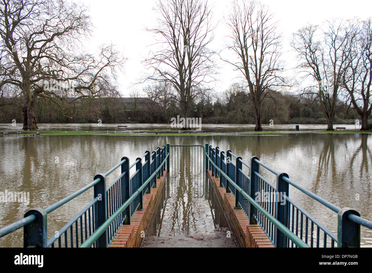 Sunbury-on-Thames, Surrey, Angleterre, Royaume-Uni. 8 janvier 2014. Comme le mauvais temps continue d'apporter de fortes pluies dans l'ensemble de l'Angleterre la Tamise a inondé à Lower Sunbury. Ici, la passerelle de la rue Thames sur l'île de Rivermead disparaît dans les eaux de crue. L'Agence de l'Environnement a publié plus d'avertissements d'inondations pour la Tamise ce soir de Staines à Hampton Court. Credit : Julia Gavin/Alamy Live News Banque D'Images