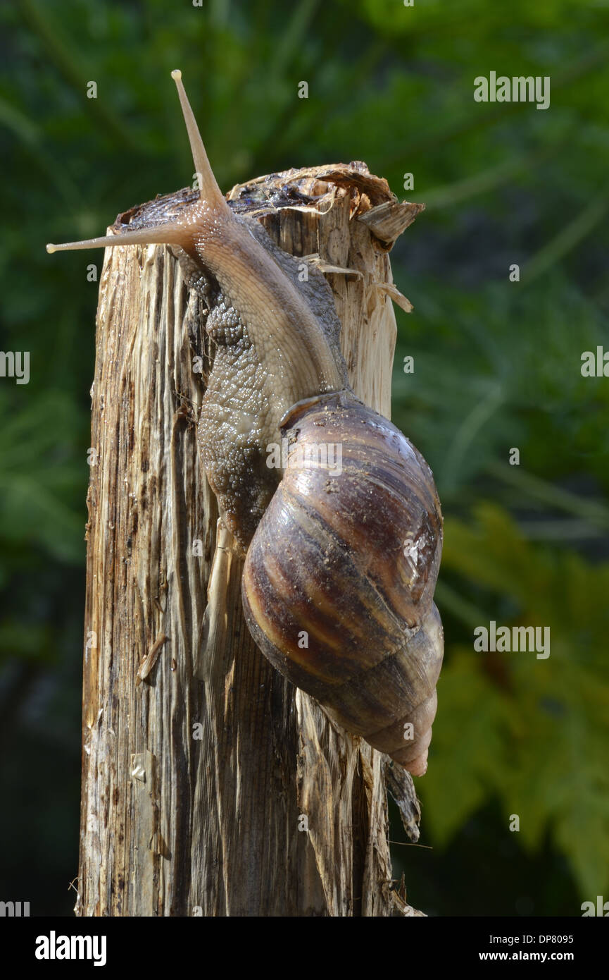 L'Escargot africain (Achatina fulica) espèces introduites sur la tige rampant adultes Trivandrum Thiruvananthapuram Kerala District Banque D'Images