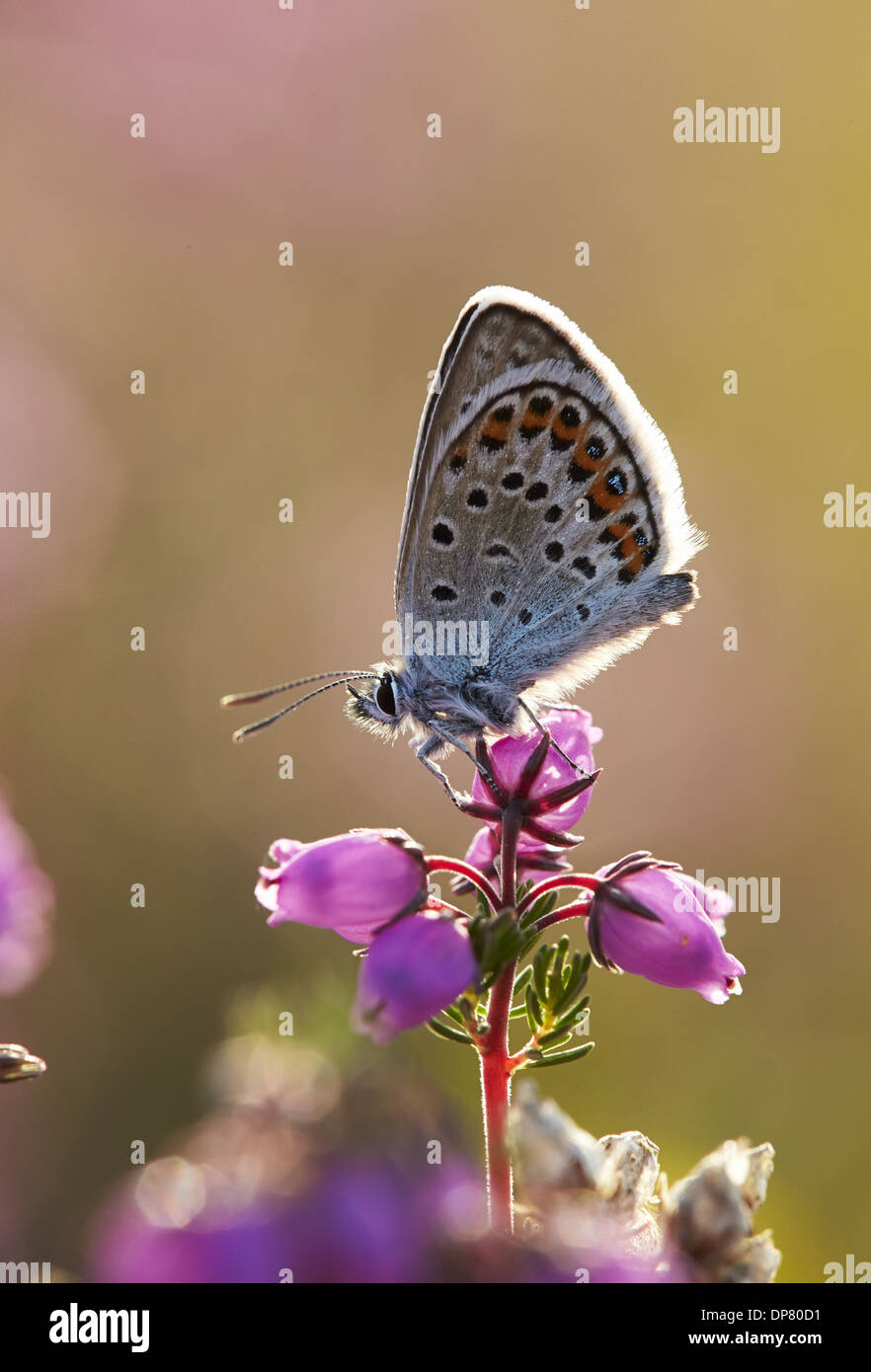 L'argent bleu étoilé (Plebejus argus), adultes reposant sur Bruyère cendrée (Erica cinerea) fleurs, Shropshire, Angleterre, juillet Banque D'Images