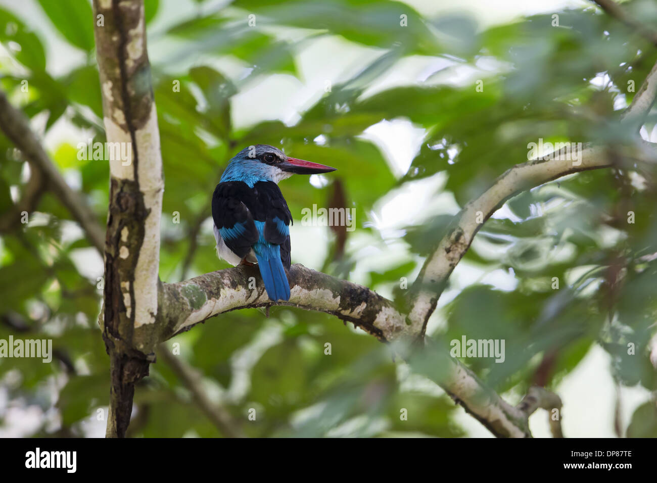 Blue-breasted Kingfisher (Halcyon malimbica) adulte, perché sur une branche, l'Ouganda, juin Banque D'Images