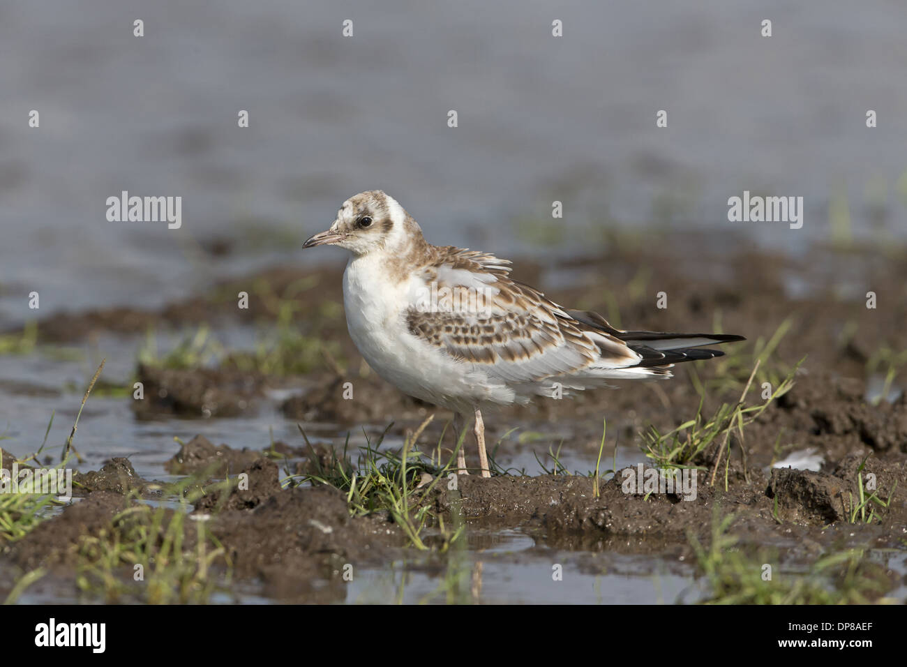 Mouette rieuse (Chroicocephalus ridibundus) mineur, l'article sur la boue au bord de l'eau, Suffolk, Angleterre, juillet Banque D'Images