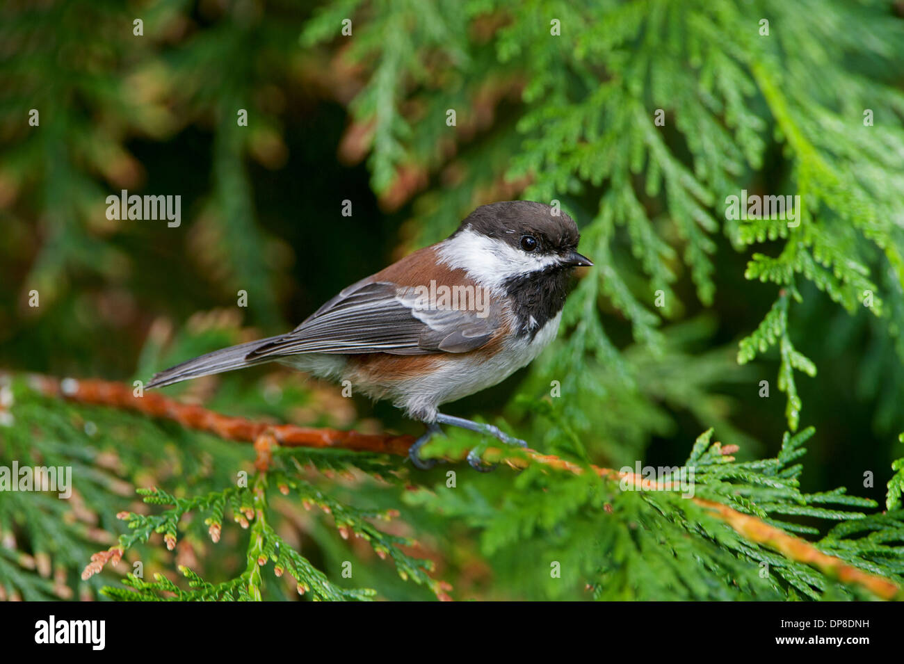 Mésange à dos (Poecile rufescens), perché dans l'arbre, British Columbia, Canada Banque D'Images
