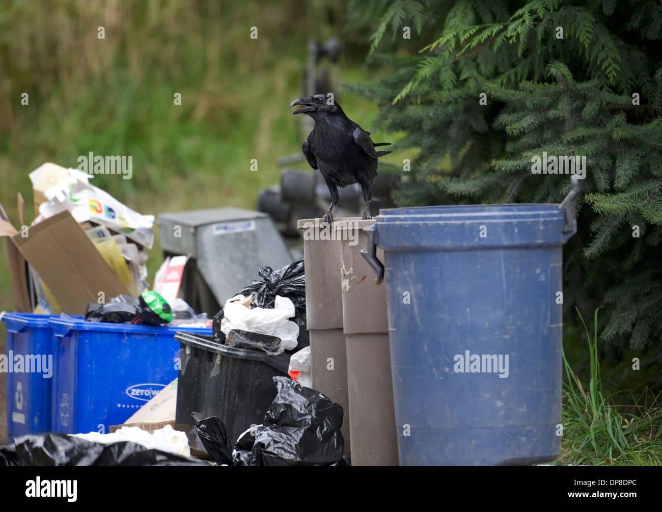 Grand Corbeau (Corvus corax) vider les poubelles, British Columbia, Canada Banque D'Images