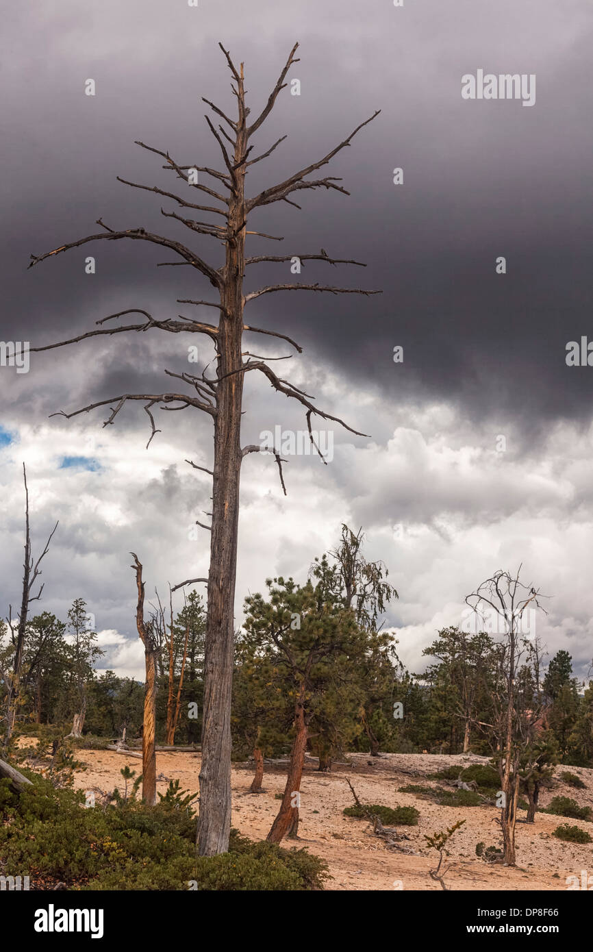 Cône en soies et Ponderosa pins avec des traces de feu de forêt,Bryce Canyon, Utah, USA Banque D'Images