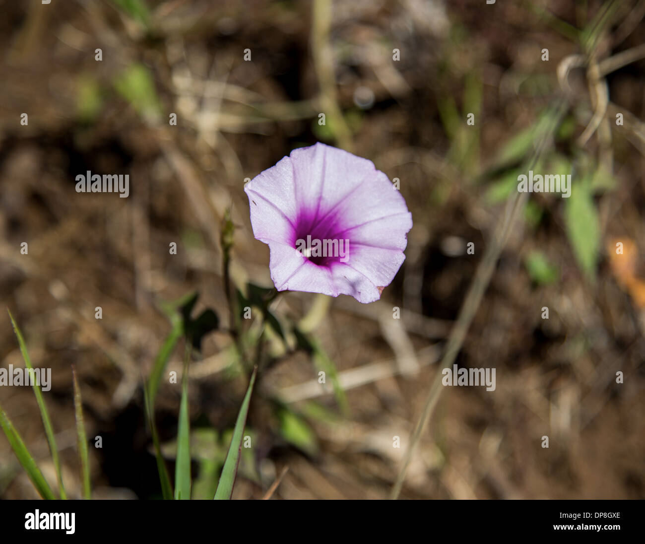 Fleur sauvage, violet Banque D'Images