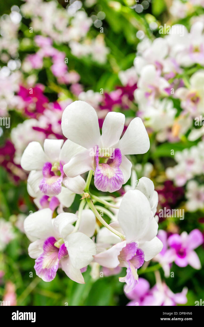 Belles fleurs orchid closeup Banque D'Images