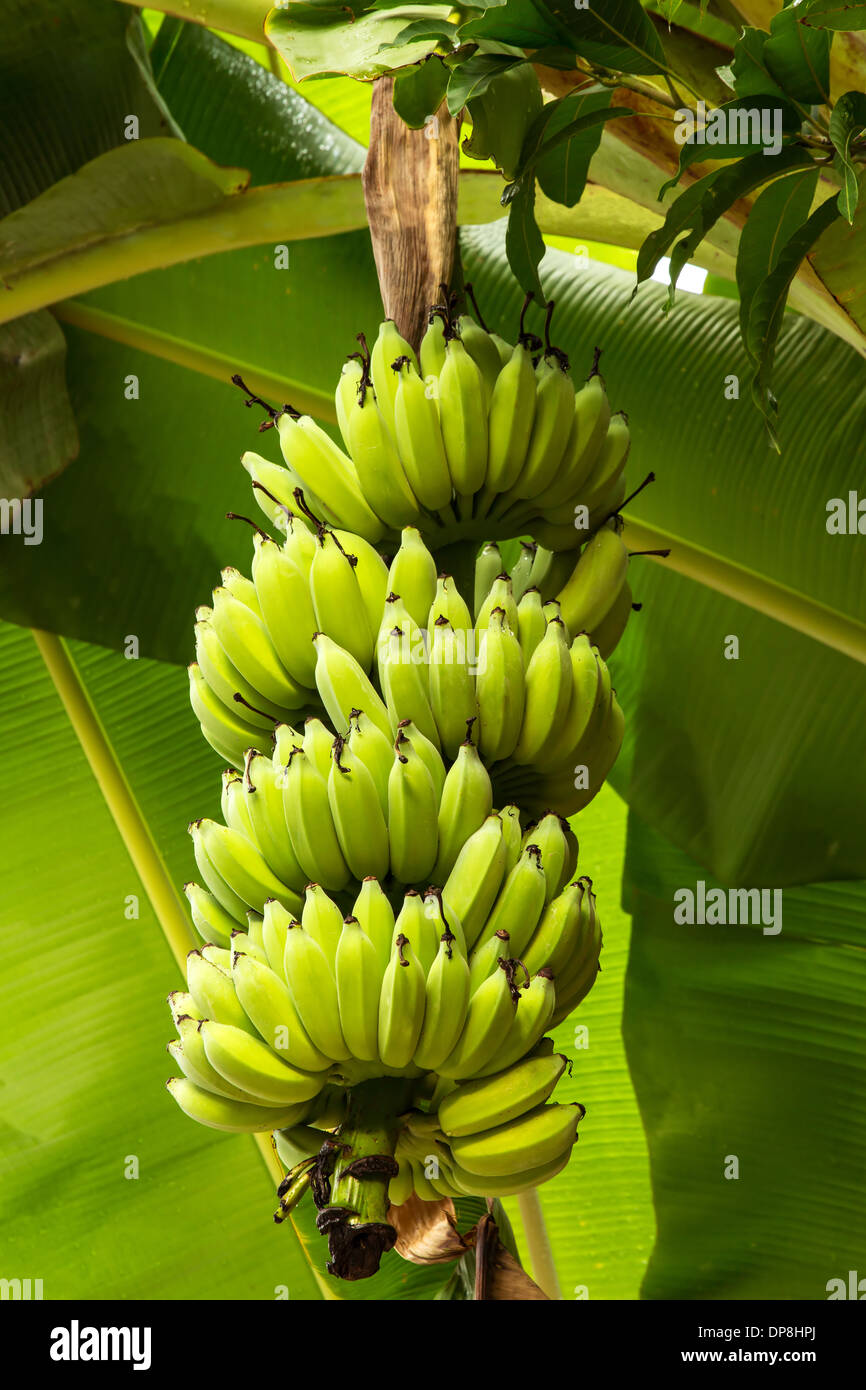 Bananes sur un bananier Banque D'Images