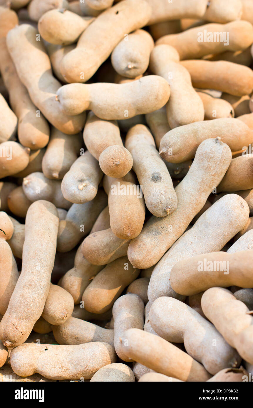 Close up of fruits de tamarin. Banque D'Images