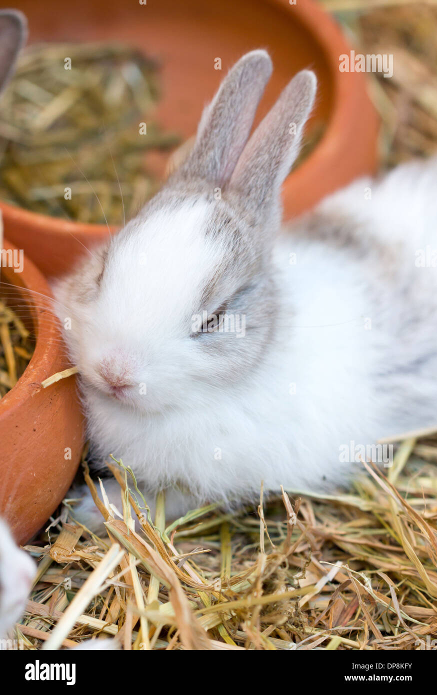 Jeune lapin blanc assis sur la paille. Banque D'Images