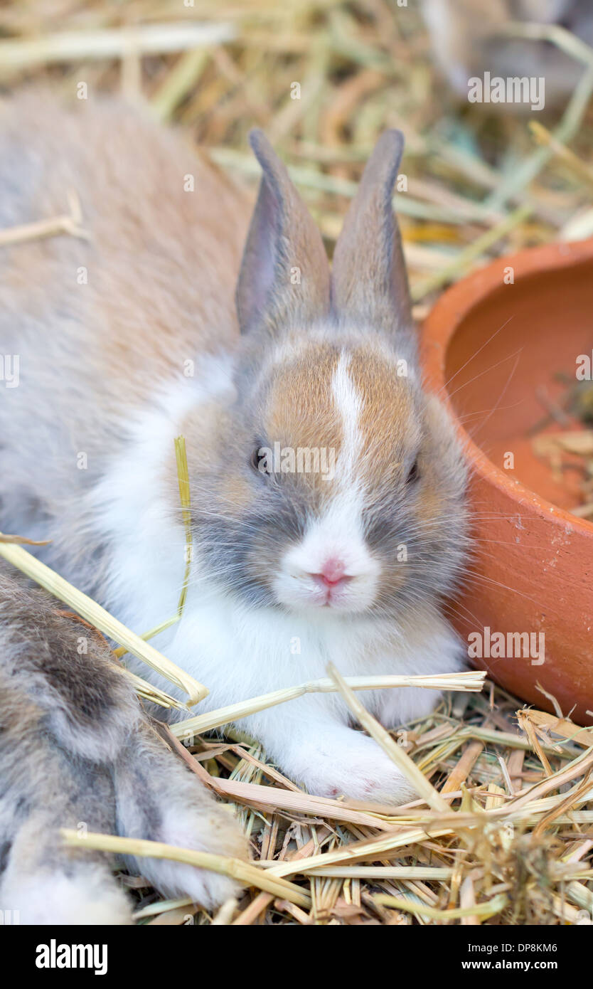 Lapin de jeunes assis sur la paille. Banque D'Images