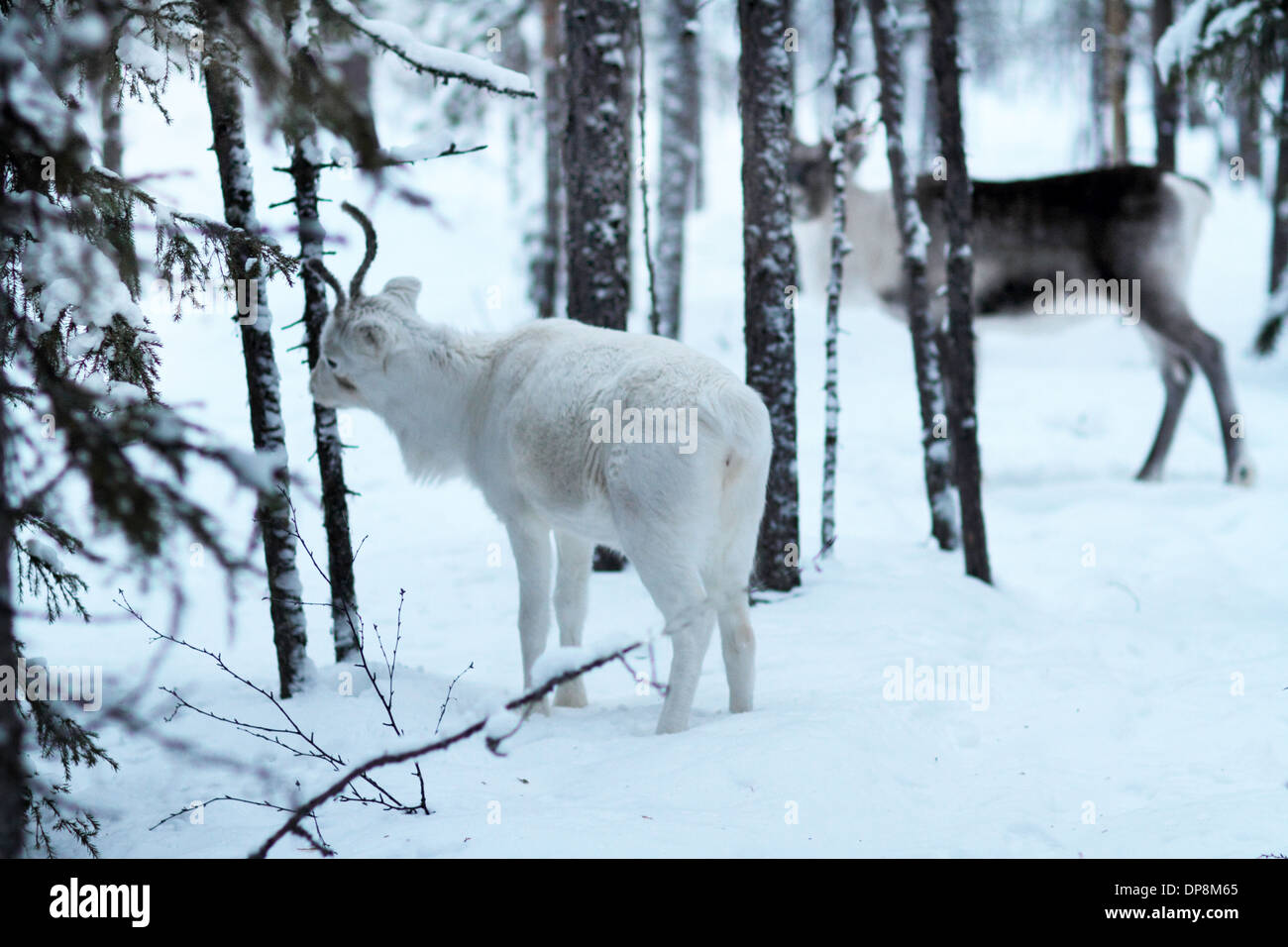 Mère de rennes et de l'enfant dans la forêt d'hiver Banque D'Images