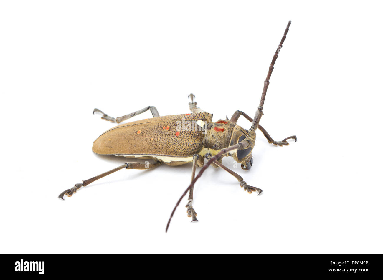 Mango Tree borer isolé sur blanc. Banque D'Images