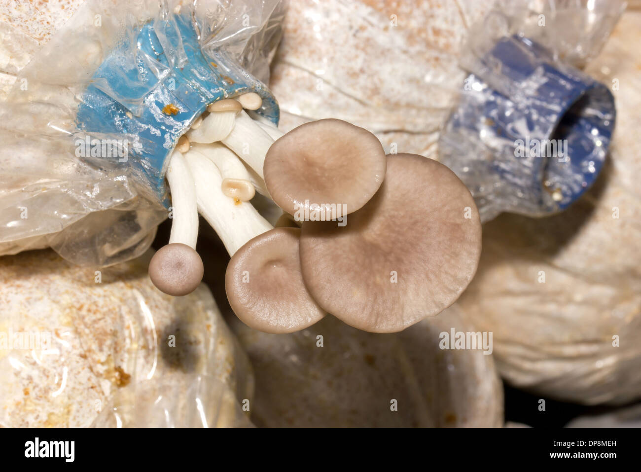 Close up de champignons cultivés. Banque D'Images