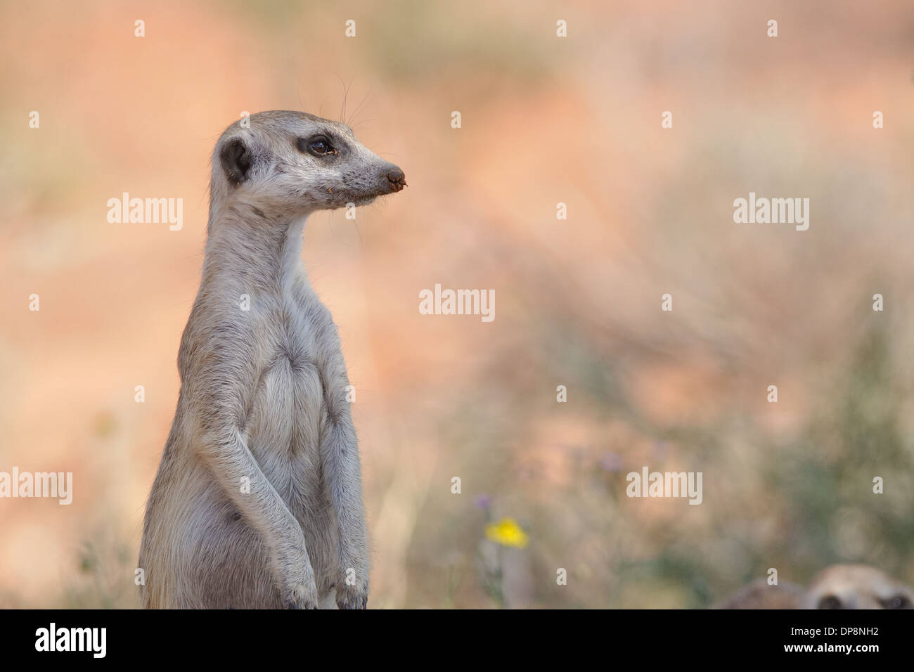 Meerkat, Suricata suricata, Kgalagadi Transfrontier Park, Northern Cape, Afrique du Sud, l'Afrique Banque D'Images