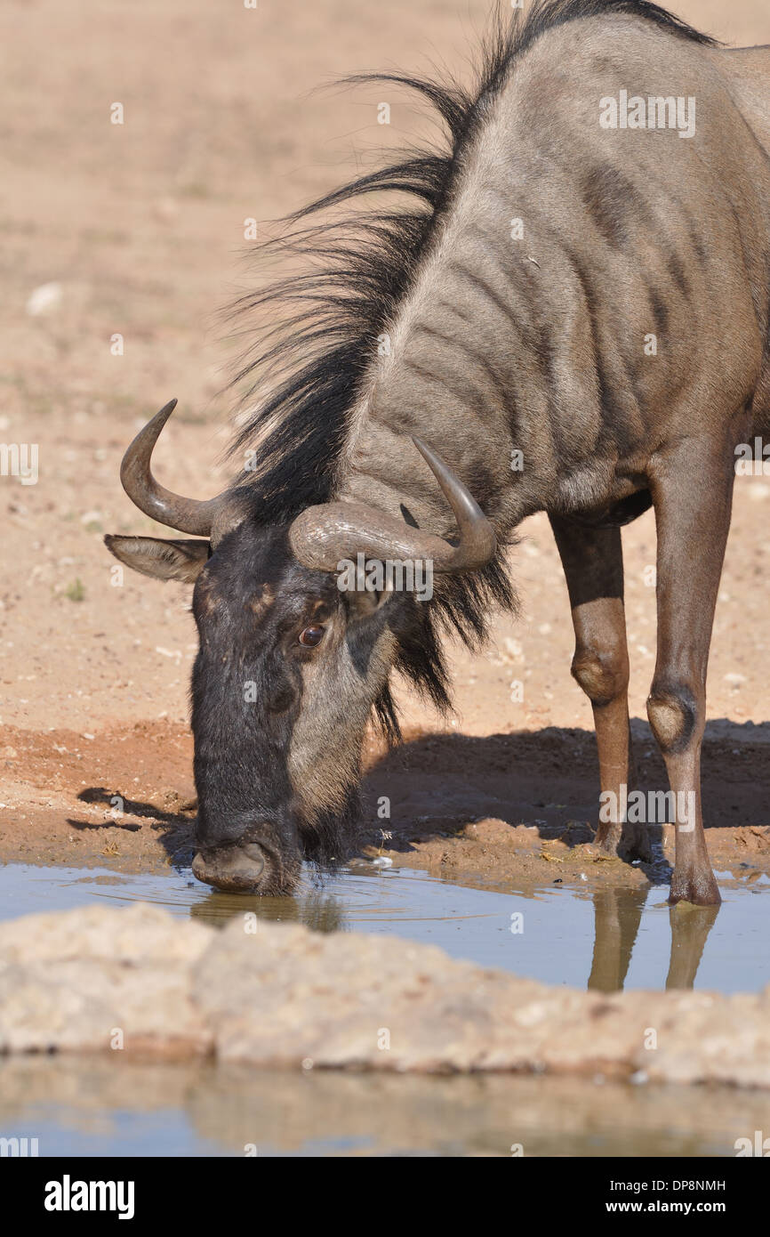 Le Gnou bleu (Connochaetes taurinus), boire au waterhole, Kgalagadi Transfrontier Park, Northern Cape, Afrique du Sud, l'Afrique Banque D'Images
