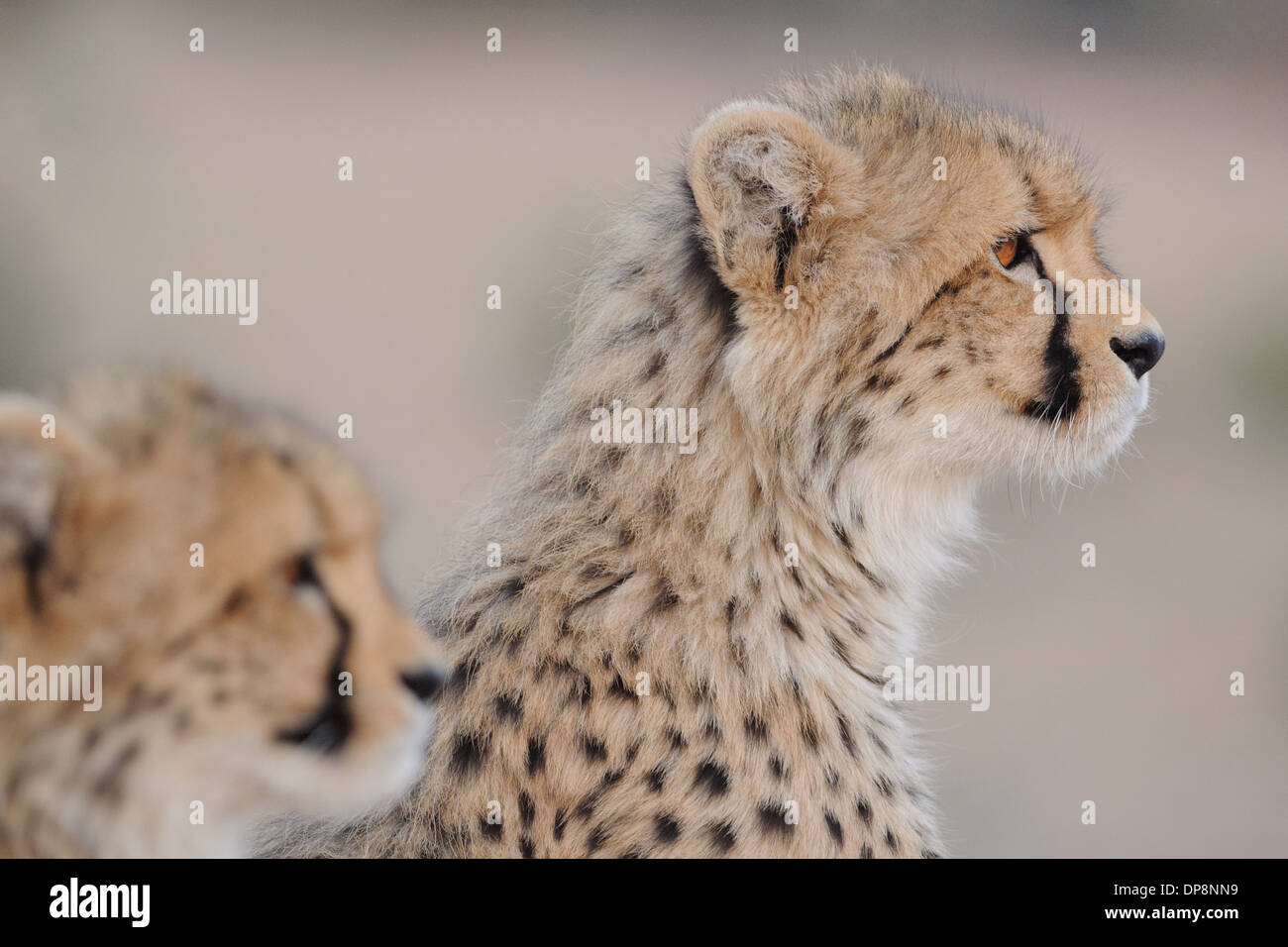 Deux guépard, Acinonyx jubatus, portrait, Kgalagadi Transfrontier Park, Northern Cape, Afrique du Sud, l'Afrique Banque D'Images