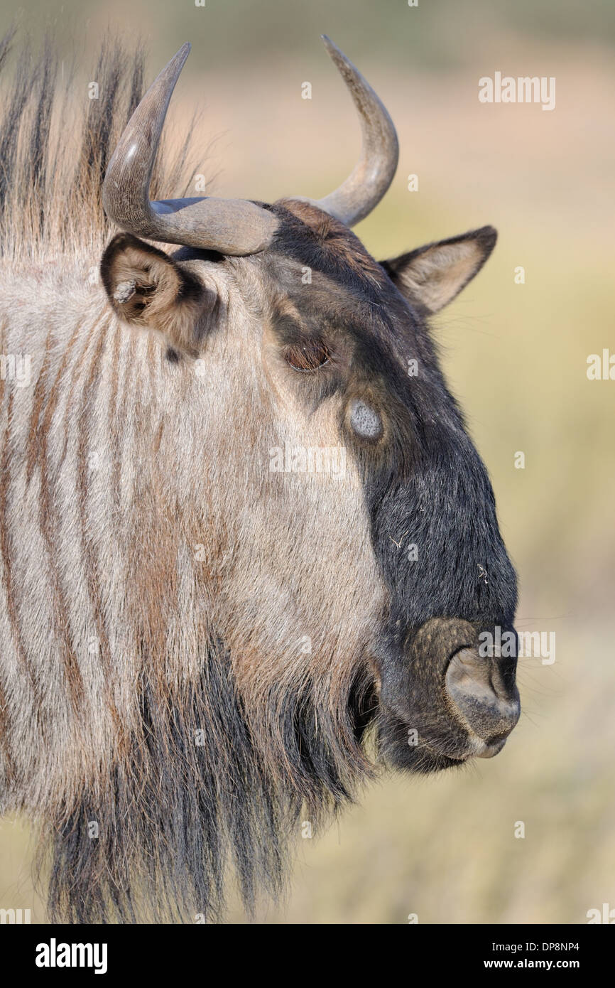 Le Gnou bleu (Connochaetes taurinus), Kgalagadi Transfrontier Park, Northern Cape, Afrique du Sud, l'Afrique Banque D'Images