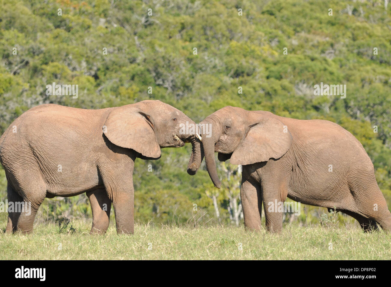 Les éléphants d'Afrique, Loxodonta africana, jouer, Addo Elephant National Park, Eastern Cape, Afrique du Sud Banque D'Images