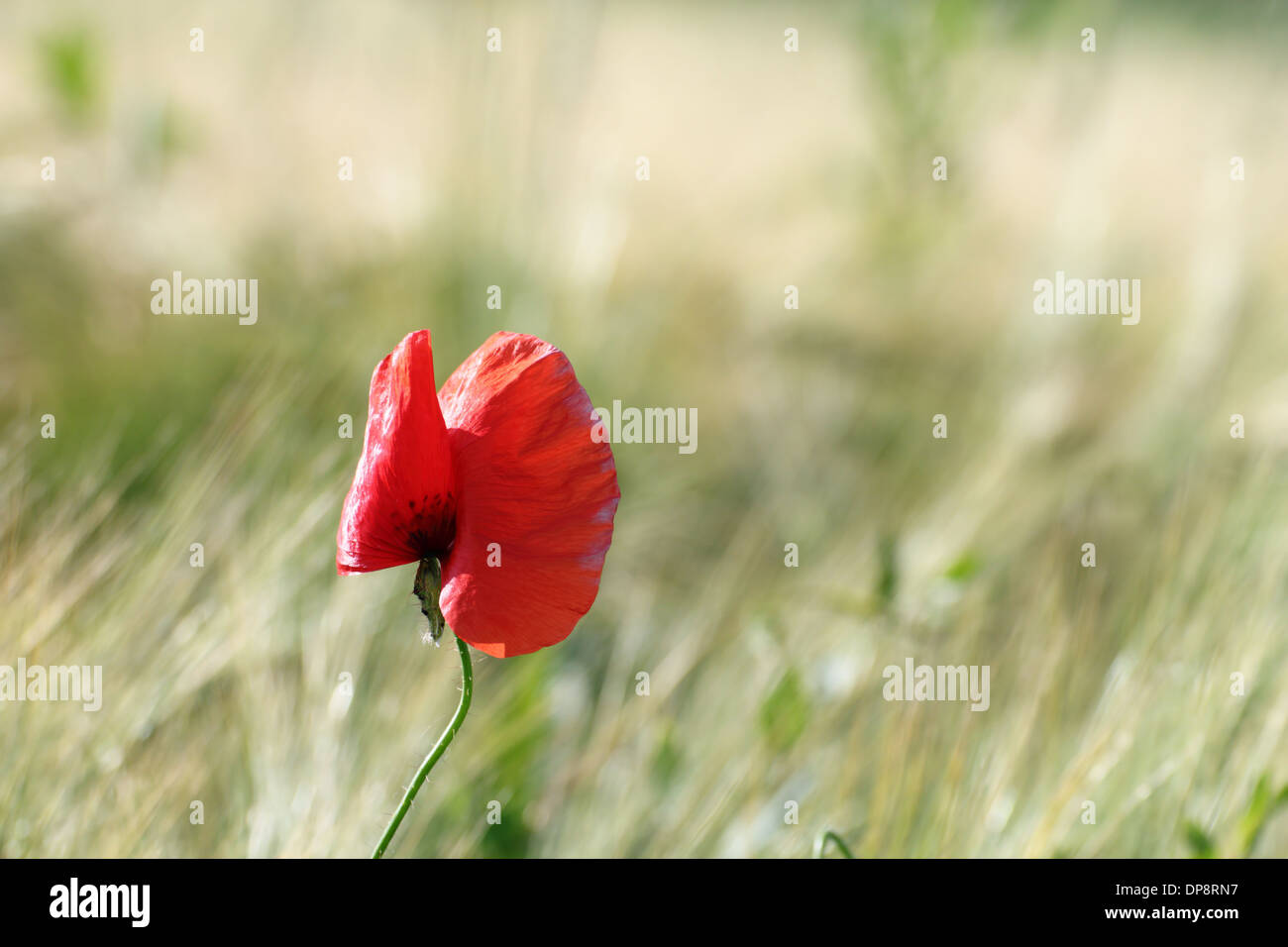 Coquelicot ( papaver incultes colorés ) croissant dans le domaine de l'été Banque D'Images
