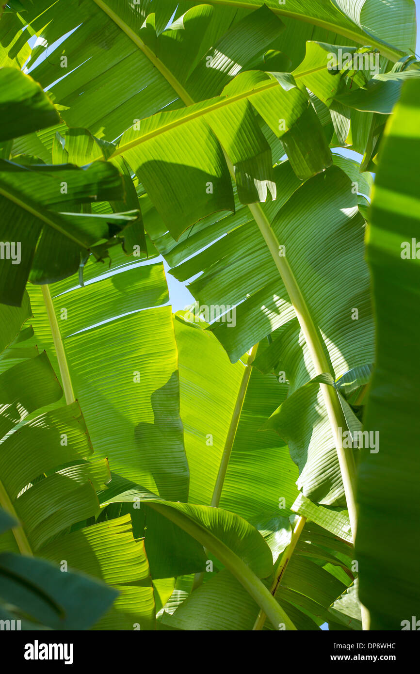 La banane verte palm leaf sur le fond soleil Banque D'Images